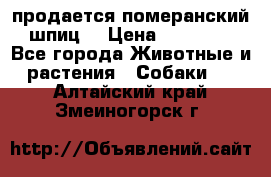 продается померанский шпиц  › Цена ­ 35 000 - Все города Животные и растения » Собаки   . Алтайский край,Змеиногорск г.